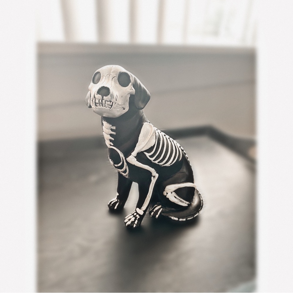 🐶Halloween Dog 🐶